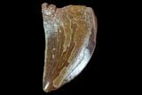 Serrated, Baby Carcharodontosaurus Tooth - Morocco #90012-1